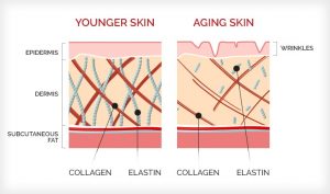 Collagen in aging skin